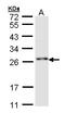 RING finger protein 114 antibody, LS-B10832, Lifespan Biosciences, Western Blot image 