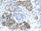 General Transcription Factor IIH Subunit 1 antibody, 31-190, ProSci, Enzyme Linked Immunosorbent Assay image 