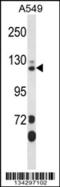 SEC23 Interacting Protein antibody, 57-779, ProSci, Western Blot image 