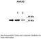 Annexin A2 antibody, 28-522, ProSci, Western Blot image 