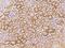 Collagen Type V Alpha 3 Chain antibody, 206134-T08, Sino Biological, Immunohistochemistry frozen image 