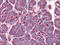 Platelet Activating Factor Acetylhydrolase 1b Regulatory Subunit 1 antibody, AP22516PU-N, Origene, Immunohistochemistry frozen image 