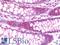 Claudin-8 antibody, LS-B10716, Lifespan Biosciences, Immunohistochemistry frozen image 