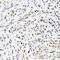 DExD-Box Helicase 39B antibody, 23-529, ProSci, Immunohistochemistry paraffin image 