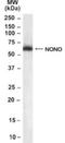 Non-POU Domain Containing Octamer Binding antibody, NB100-40789, Novus Biologicals, Western Blot image 