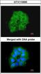 Cytochrome C Oxidase Subunit 7B2 antibody, LS-C186182, Lifespan Biosciences, Immunocytochemistry image 