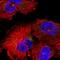 Integrator Complex Subunit 6 Like antibody, NBP2-55287, Novus Biologicals, Immunocytochemistry image 