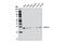 Tyrosine 3-Monooxygenase/Tryptophan 5-Monooxygenase Activation Protein Gamma antibody, 5522S, Cell Signaling Technology, Western Blot image 