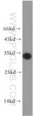 OCIA Domain Containing 1 antibody, 16634-1-AP, Proteintech Group, Western Blot image 