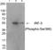 Interferon Regulatory Factor 3 antibody, AP55779PU-N, Origene, Western Blot image 