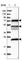 KAT8 Regulatory NSL Complex Subunit 2 antibody, HPA038498, Atlas Antibodies, Western Blot image 
