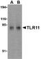 TLR11 antibody, LS-C358, Lifespan Biosciences, Western Blot image 
