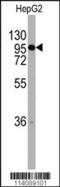 Chordin antibody, 57-530, ProSci, Western Blot image 