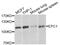 Enhancer Of Polycomb Homolog 1 antibody, abx004449, Abbexa, Western Blot image 