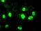 Neurogenin 1 antibody, TA500308, Origene, Immunofluorescence image 
