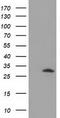 HSJ1 antibody, TA502329, Origene, Western Blot image 