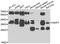 Core histone macro-H2A.1 antibody, A7045, ABclonal Technology, Western Blot image 
