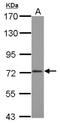 CPSF73 antibody, NBP2-15992, Novus Biologicals, Western Blot image 