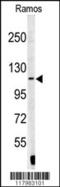 Exportin For TRNA antibody, 63-074, ProSci, Western Blot image 