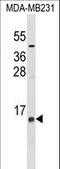 Leukocyte Specific Transcript 1 antibody, LS-C158081, Lifespan Biosciences, Western Blot image 