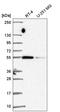 Signal Recognition Particle 54 antibody, HPA062044, Atlas Antibodies, Western Blot image 