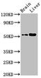 Carbohydrate Sulfotransferase 9 antibody, LS-C675107, Lifespan Biosciences, Western Blot image 