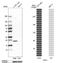 Glutathione Peroxidase 1 antibody, HPA044758, Atlas Antibodies, Western Blot image 