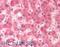 Pirin antibody, 46-193, ProSci, Western Blot image 