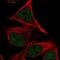 Protocadherin Beta 2 antibody, NBP2-30922, Novus Biologicals, Immunofluorescence image 