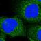 Anoctamin-6 antibody, NBP1-84207, Novus Biologicals, Immunocytochemistry image 