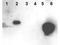 Hypoxia-inducible factor 1-alpha antibody, TA319213, Origene, Western Blot image 