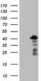 POU domain class 2-associating factor 1 antibody, TA806396S, Origene, Western Blot image 
