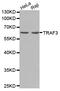 CRAF1 antibody, LS-C331139, Lifespan Biosciences, Western Blot image 