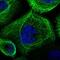 Rab3A-interacting protein antibody, NBP1-92309, Novus Biologicals, Immunofluorescence image 