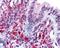 Parkin Coregulated antibody, 48-595, ProSci, Immunohistochemistry frozen image 