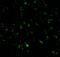 Ring Finger Protein 216 antibody, A05841, Boster Biological Technology, Immunofluorescence image 