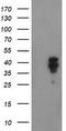 NudE Neurodevelopment Protein 1 Like 1 antibody, CF503352, Origene, Western Blot image 