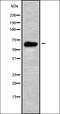 Splicing Factor 1 antibody, orb378418, Biorbyt, Western Blot image 
