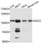 GGCX antibody, A1806, ABclonal Technology, Western Blot image 