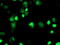 ERCC Excision Repair 4, Endonuclease Catalytic Subunit antibody, TA503314, Origene, Immunofluorescence image 