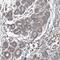Spartin antibody, HPA039054, Atlas Antibodies, Immunohistochemistry paraffin image 