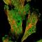 Cytosolic Iron-Sulfur Assembly Component 2B antibody, HPA041501, Atlas Antibodies, Immunofluorescence image 