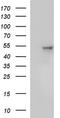 Secernin 1 antibody, CF507250, Origene, Western Blot image 