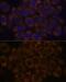 Ribosomal Protein L23a antibody, GTX64876, GeneTex, Immunocytochemistry image 