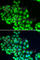 ERCC Excision Repair 2, TFIIH Core Complex Helicase Subunit antibody, A5640, ABclonal Technology, Immunofluorescence image 