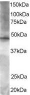 Zinc finger protein 36, C3H1 type-like 2 antibody, TA302833, Origene, Western Blot image 