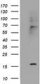 Cystatin SA antibody, TA504259, Origene, Western Blot image 