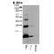 Hemoglobin Subunit Alpha 2 antibody, HCA042, Bio-Rad (formerly AbD Serotec) , Enzyme Linked Immunosorbent Assay image 