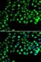 UPF0468 protein C16orf80 homolog antibody, PA5-77132, Invitrogen Antibodies, Immunofluorescence image 