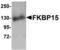 FKBP15 antibody, TA306765, Origene, Western Blot image 